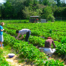 BK_Erdbeeren_Koblach2012 7_jpg-1338059906