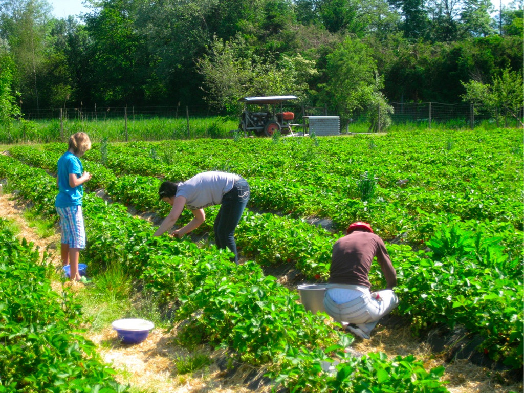 BK_Erdbeeren_Koblach2012 7_jpg-1338059906