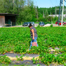 BK_Erdbeeren_Koblach2012 8_jpg-1338059919