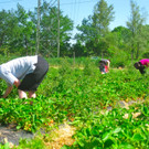 BK_Erdbeeren_Koblach2012 9_jpg-1338059933