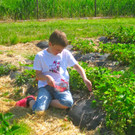 BK_Erdbeeren_Koblach2012 11_jpg-1338059959