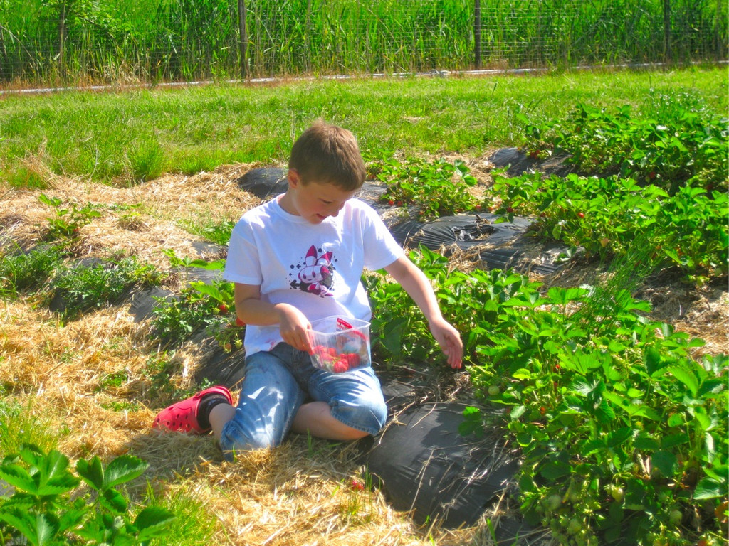 BK_Erdbeeren_Koblach2012 11_jpg-1338059959