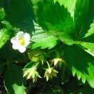 BK_Erdbeeren_Koblach2012 12_jpg-1338059967