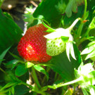 BK_Erdbeeren_Koblach2012 13_jpg-1338059974