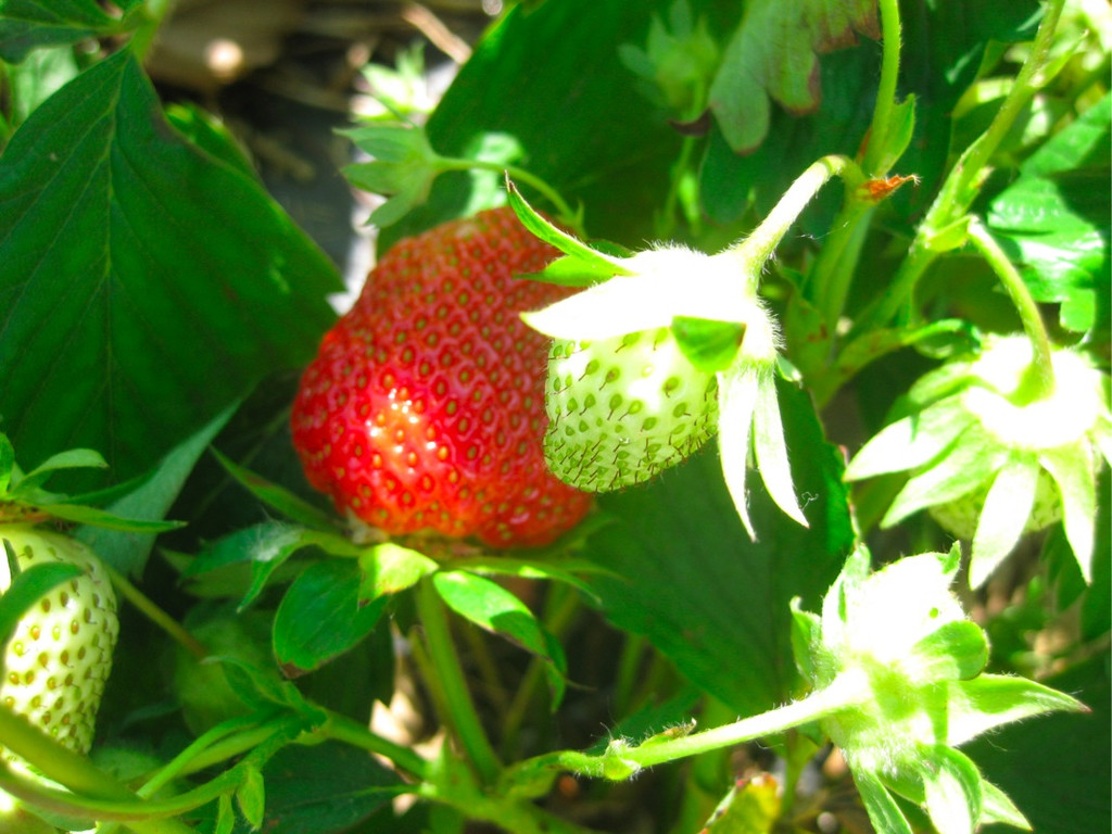 BK_Erdbeeren_Koblach2012 13_jpg-1338059974