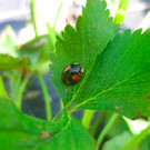 BK_Erdbeeren_Koblach2012 14_jpg-1338059980