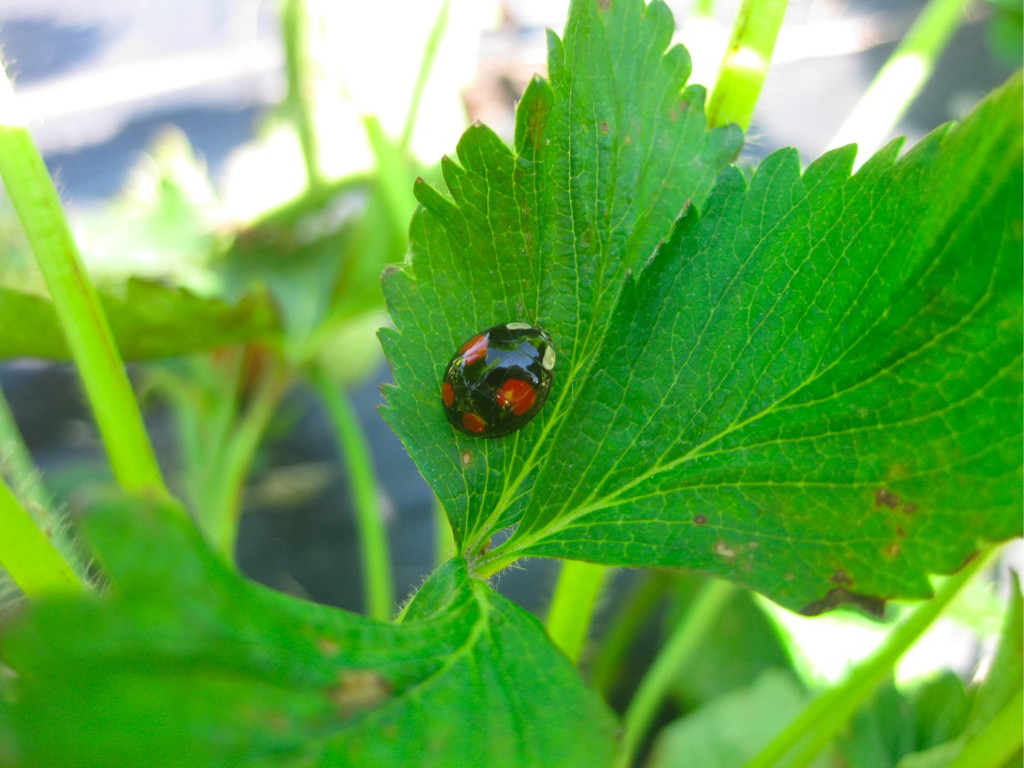 BK_Erdbeeren_Koblach2012 14_jpg-1338059980