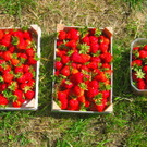 BK_Erdbeeren_Koblach2012 17_jpg-1338060016