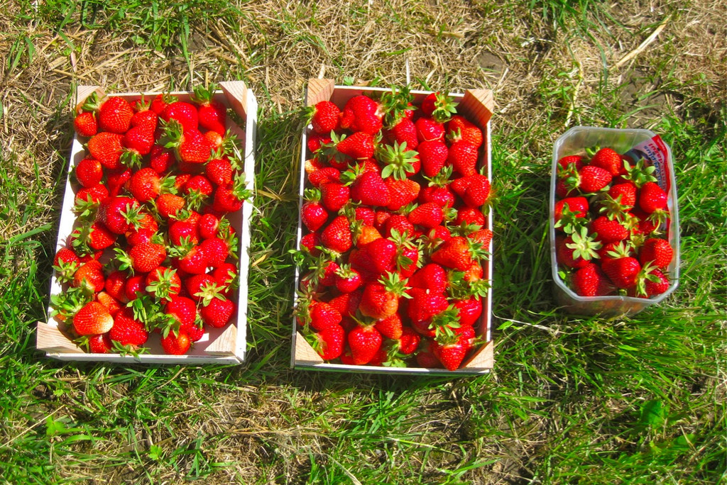 BK_Erdbeeren_Koblach2012 17_jpg-1338060016