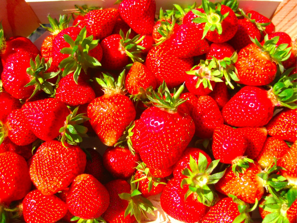 BK_Erdbeeren_Koblach2012 19_jpg-1338060036
