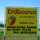 BK_Erdbeeren_Koblach2012 20_jpg-1338060041