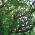 Umweltwoche Impressionen 2011 _7__jpg-1338149458