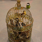 Zauberfl__te Vogelk__fig_jpg-1338179956