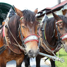 normal_27052012fmt_musitreffenkoppl_mw_27.JPG