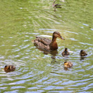 Entennachwuchs_Dehnepark 008.jpg