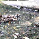 Entennachwuchs_Dehnepark 011.jpg