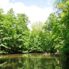 Entennachwuchs_Dehnepark 005.jpg