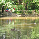 Entennachwuchs_Dehnepark 010.jpg