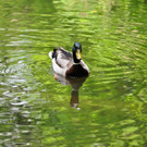 Entennachwuchs_Dehnepark 018.jpg