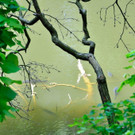 Entennachwuchs_Dehnepark 031.jpg