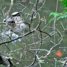 Entennachwuchs_Dehnepark 033.jpg