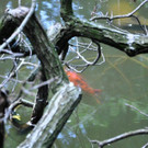 Entennachwuchs_Dehnepark 034.jpg