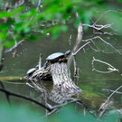 Entennachwuchs_Dehnepark 035.jpg