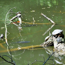 Entennachwuchs_Dehnepark 036.jpg