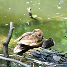 Entennachwuchs_Dehnepark 037.jpg