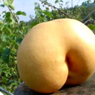 a96758_bum.jpg