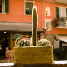 a96758_cactus.jpg