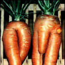 a96758_carrots.jpg