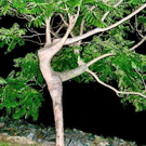 a96758_dancer-in-the-tree.jpg