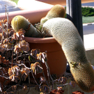 a96758_otrocactus.jpg