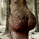 a96758_sexy_tree.jpg