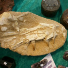 normal_28052012mineralientagehalleinat05007aktivnews_jpg_12.JPG