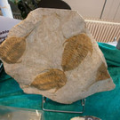 normal_28052012mineralientagehalleinat05007aktivnews_jpg_13.JPG