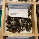 normal_28052012mineralientagehalleinat05007aktivnews_jpg_15.JPG