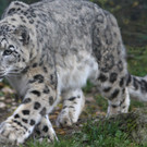 Bilder aus dem Zoo