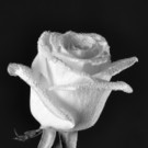 Friedl_Kathrin_weisse Rose Bronzemedaille JSM SW-Bild.jpg