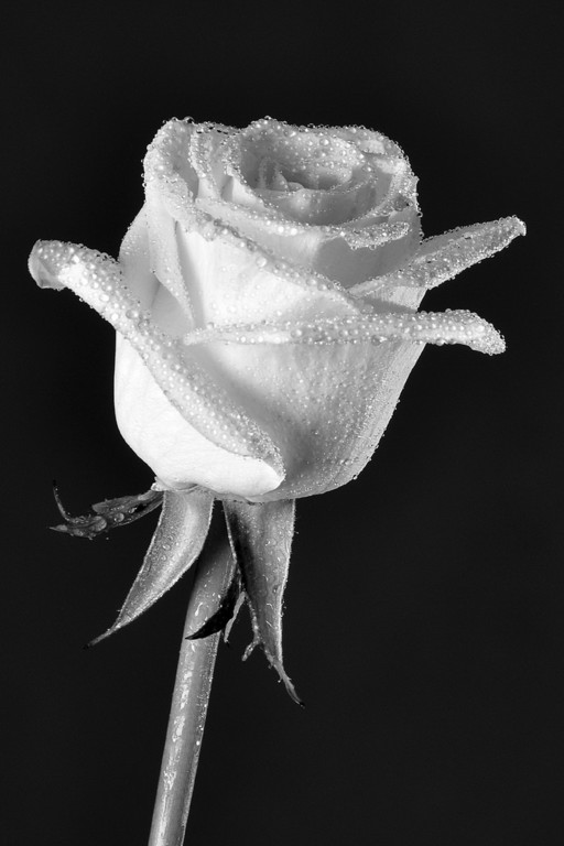 Friedl_Kathrin_weisse Rose Bronzemedaille JSM SW-Bild.jpg