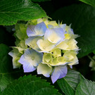 Hydrangeas.jpg