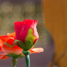 _D9P1737.jpg