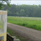 KOE_Irisbl__te Matschels 2_jpg-1338666234