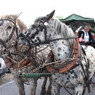 KOE_Irisbl__te Matschels 4_jpg-1338666245