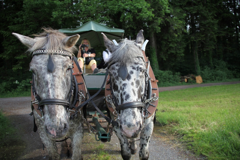 KOE_Irisbl__te Matschels 5_jpg-1338666252