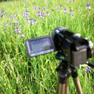 KOE_Irisbl__te Matschels 16_jpg-1338666321