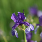 KOE_Irisbl__te Matschels 17_jpg-1338666325