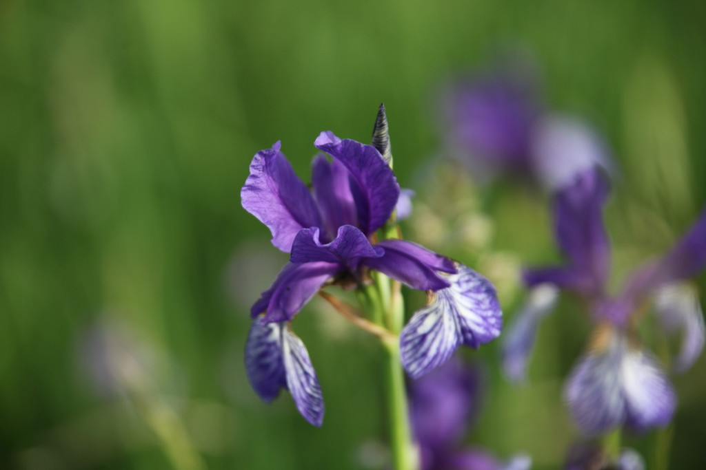 KOE_Irisbl__te Matschels 17_jpg-1338666325