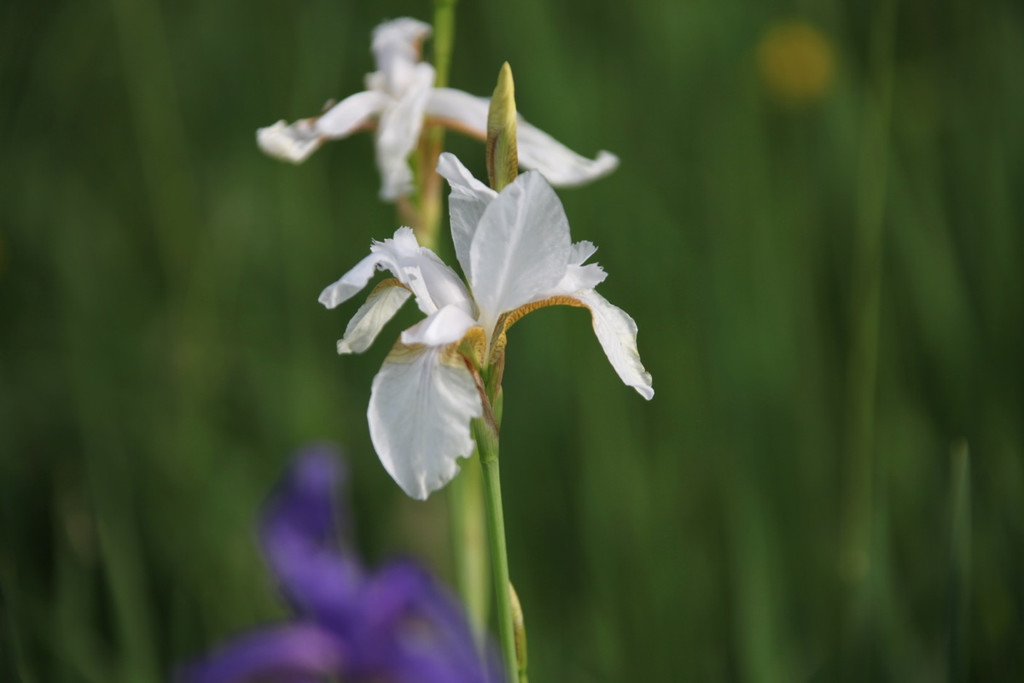 KOE_Irisbl__te Matschels 18_jpg-1338666328